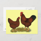 New Hampshire Reds Postkarte (Vorne/Hinten)