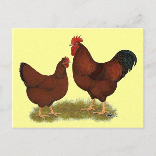 New Hampshire Reds Postkarte (Vorderseite)