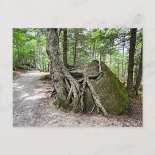 New Hampshire Rock Tree Postcard Postkarte