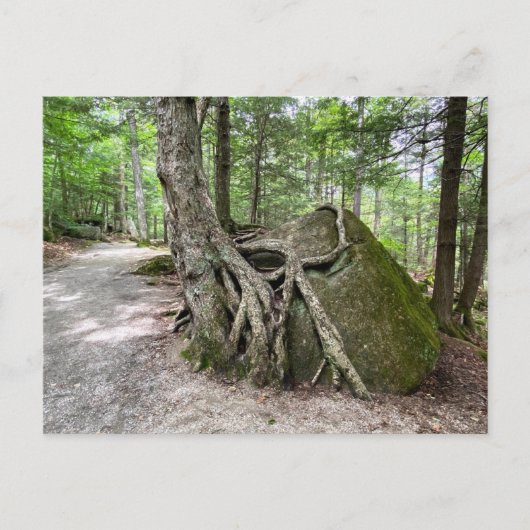New Hampshire Rock Tree Postcard Postkarte (Vorderseite)