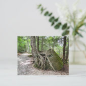 New Hampshire Rock Tree Postcard Postkarte (Stehend Vorderseite)