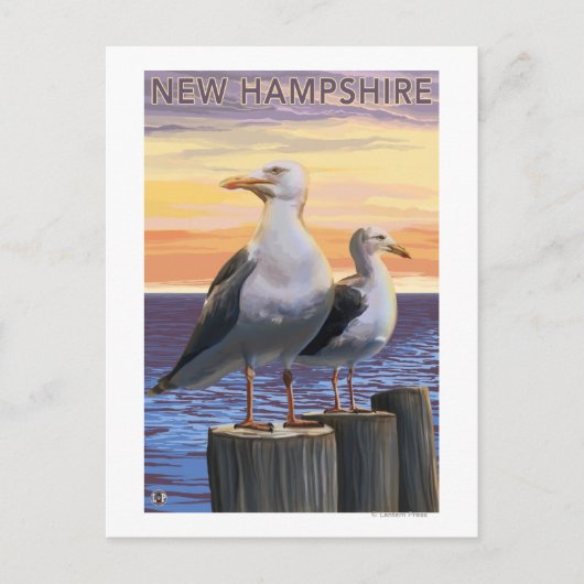 New HampshireSea Gulls Scene Postkarte (Vorderseite)