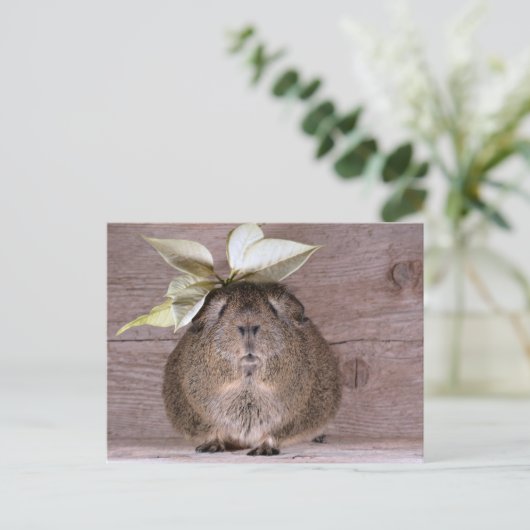 New Hat Guinea Pig Postkarte (Stehend Vorderseite)