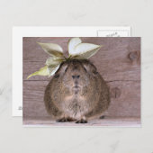 New Hat Guinea Pig Postkarte (Vorne/Hinten)