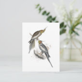 New Holland Parrakeet von Edward Lear Postkarte (Stehend Vorderseite)