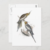 New Holland Parrakeet von Edward Lear Postkarte (Vorne/Hinten)