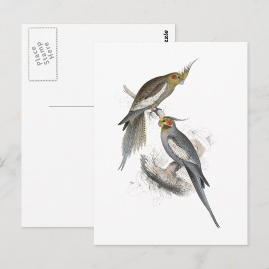 New Holland Parrakeet von Edward Lear Postkarte (Vorne/Hinten)