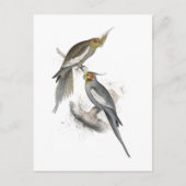 New Holland Parrakeet von Edward Lear Postkarte (Vorderseite)