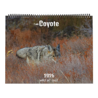 New! 'I am Coyote' 2026 calendar Kalender