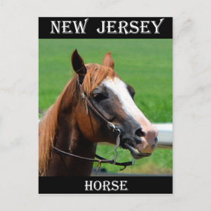 New Jersey Horse Postkarte