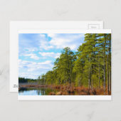 New Jersey Pine Barrens im Winter Postkarte (Vorne/Hinten)