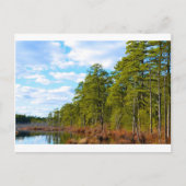 New Jersey Pine Barrens im Winter Postkarte (Vorderseite)