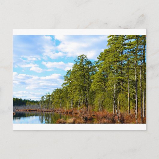 New Jersey Pine Barrens im Winter Postkarte (Vorderseite)