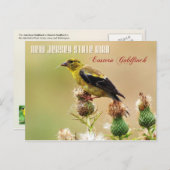 New Jersey Staat Bird - Eastern Goldfinch Postkarte (Vorne/Hinten)