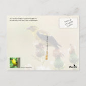 New Jersey Staat Bird - Eastern Goldfinch Postkarte (Rückseite)