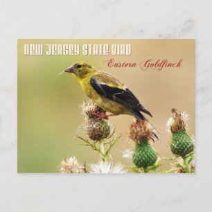 New Jersey Staat Bird - Eastern Goldfinch Postkarte