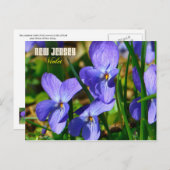 New Jersey Staat Blume: Violett Postkarte (Vorne/Hinten)