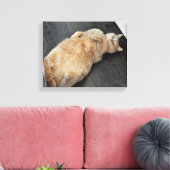 New Kitty, Katze auf ihrem Rücken, Tabby Leinwanddruck (Insitu (Wohnzimmer))