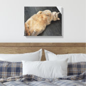 New Kitty, Katze auf ihrem Rücken, Tabby Leinwanddruck (Insitu (Schlafzimmer))