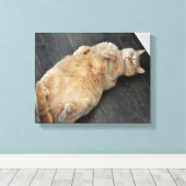 New Kitty, Katze auf ihrem Rücken, Tabby Leinwanddruck (Insitu (Holzboden))