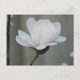 New Magnolia Centennial Postkarte