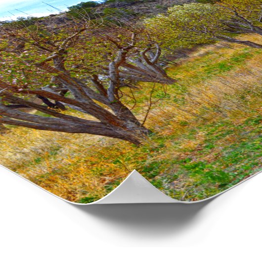 New Mexico Apple Orchard in Bloom Poster (Ecke)