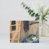 New Mexico Cat Postkarte (Stehend Vorderseite)