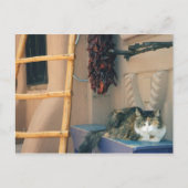 New Mexico Cat Postkarte (Vorderseite)