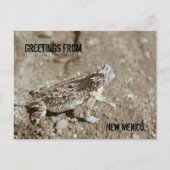 New Mexico Horned Toad Postcard Postkarte (Vorderseite)