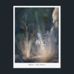 New Mexico Landscape Foto Postkarte<br><div class="desc">Wildlife Foto einer Bobcat in New Mexico, USA. Foto © Sebastian Wurm.</div>