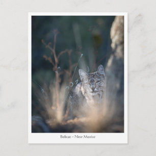 New Mexico Landscape Foto Postkarte