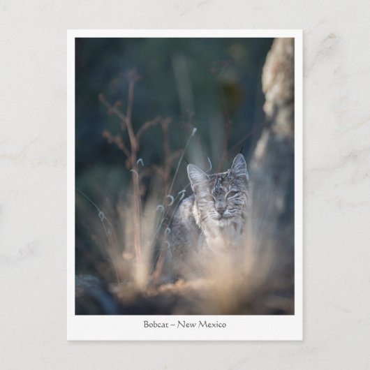 New Mexico Landscape Foto Postkarte (Vorderseite)