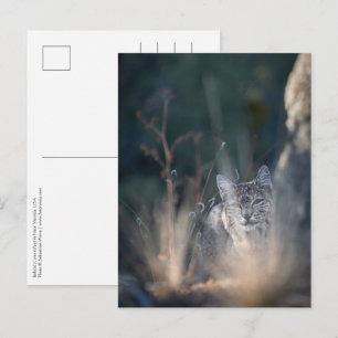 New Mexico Landscape Foto Postkarte