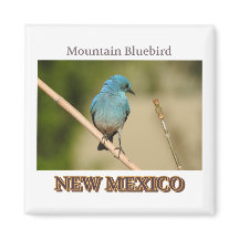 New Mexico Mountain Blue Vogel Foto
