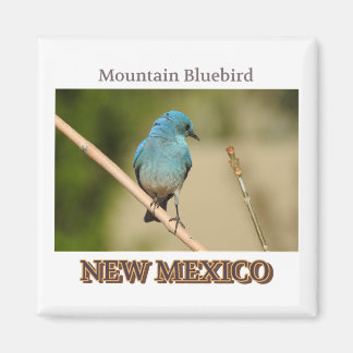New Mexico Mountain Blue Vogel Foto Magnet