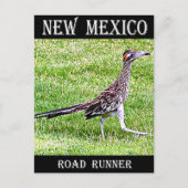 New Mexico Roadrunner Postkarte (Vorderseite)