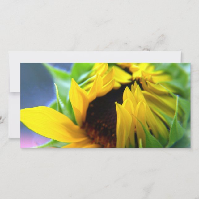 New Mexico Sunflower (Vorderseite)