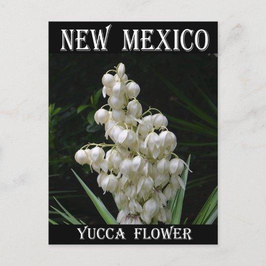 New Mexico Yucca-Blume Postkarte (Vorderseite)
