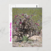 New Mexiko Cholla in der Blüte Postkarte (Vorne/Hinten)