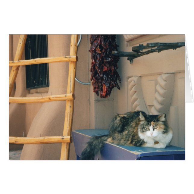 New Mexiko-Katze (Vorderseite (Horizontal))