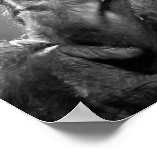 New Mother Gorilla Poster (Ecke)