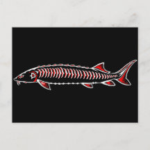 New Native - White Sturgeon