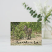 New Orleans, LA Postcard Postkarte (Stehend Vorderseite)