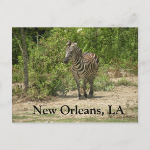 New Orleans, LA Postcard Postkarte