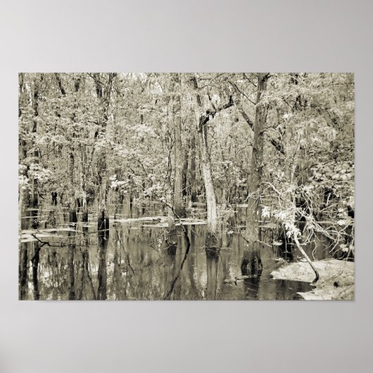 New Orleans Swamp Poster (Vorne)
