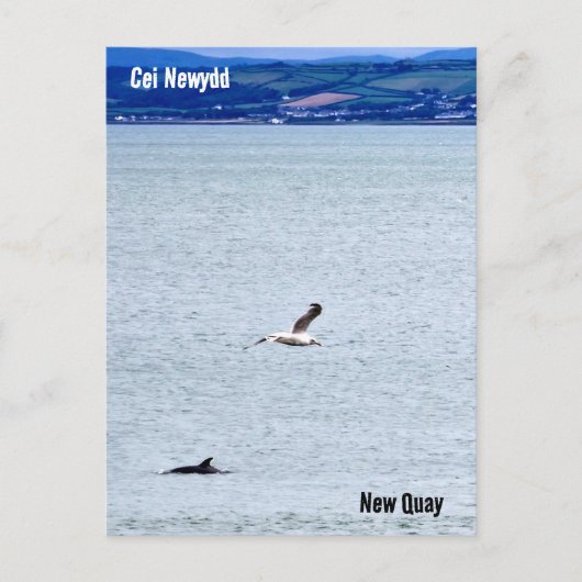 New Quay / Cei Newydd Postkarte (Vorderseite)