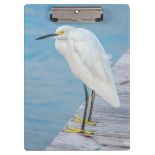New Smyrna Beach, Schneereiher auf Dock Klemmbrett