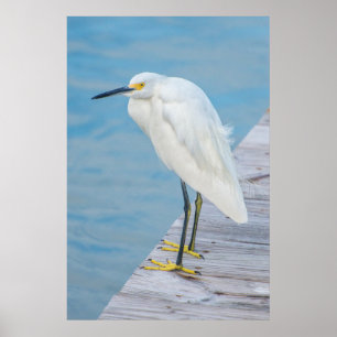 New Smyrna Beach, Schneiereiher auf Dock Poster