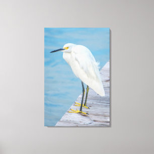 New Smyrna Beach, Schneireiher auf Dock Leinwanddruck