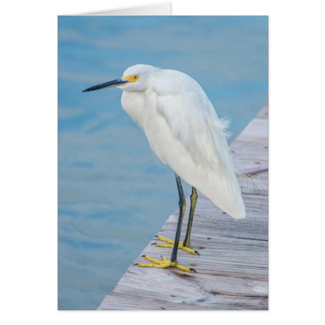 New Smyrna Beach, Snowy Egret auf Dock (Vorne)